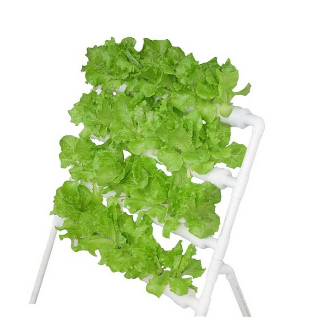 SLanted Hobby Hydroponics Kit that can be used to Grow Your Own Vegetables At Home.