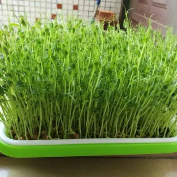 Microgreen Tray