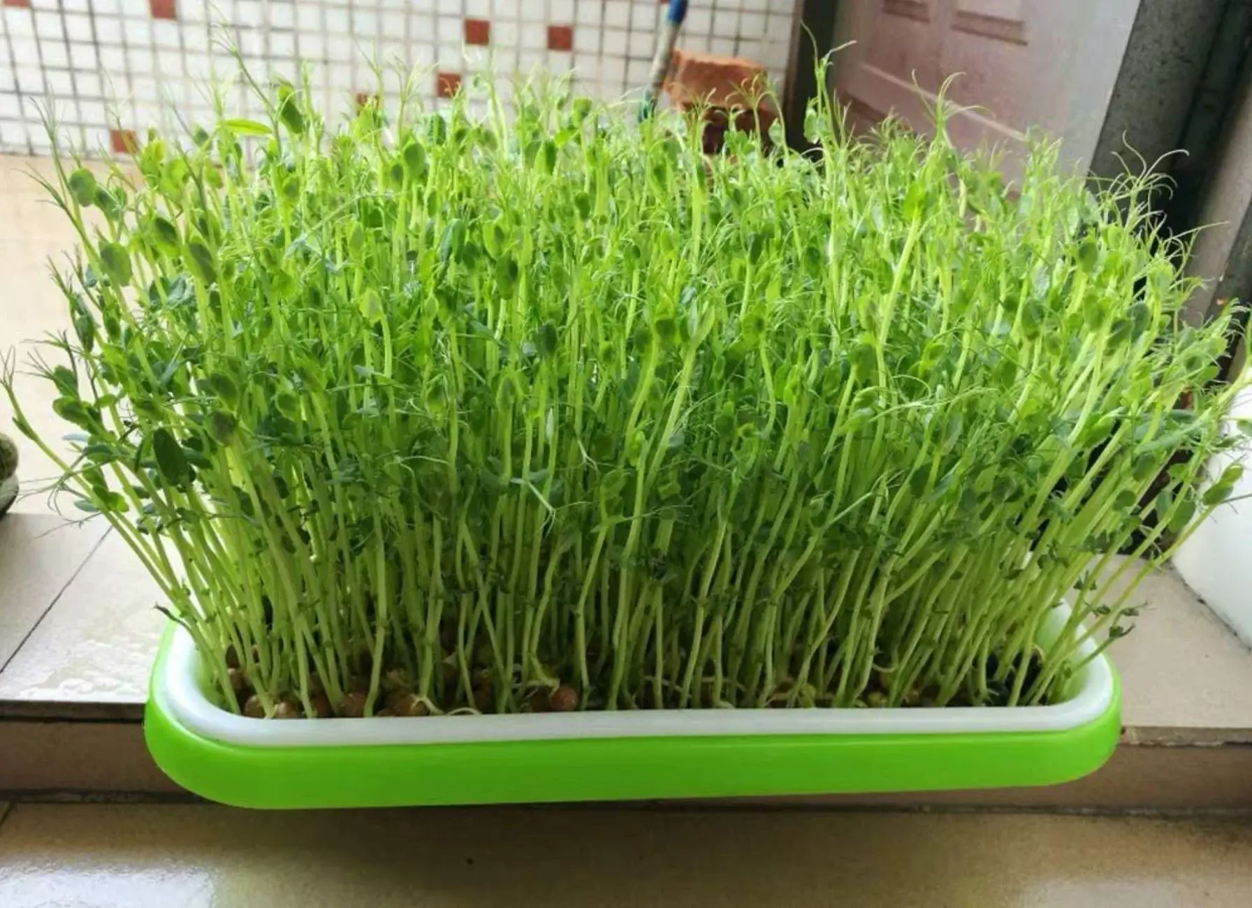 Microgreen Tray