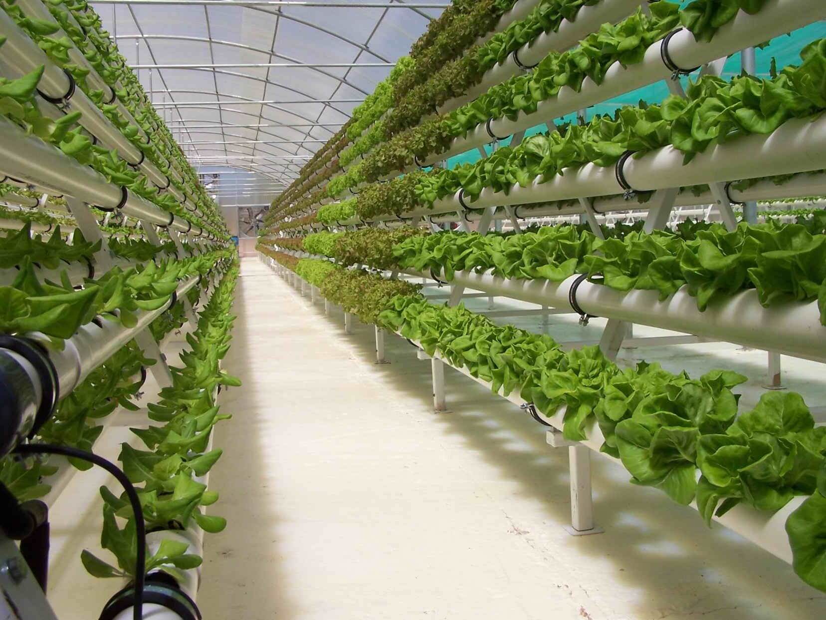 The Benefits of Growing Hydroponically - Hydroponic Kits NZ