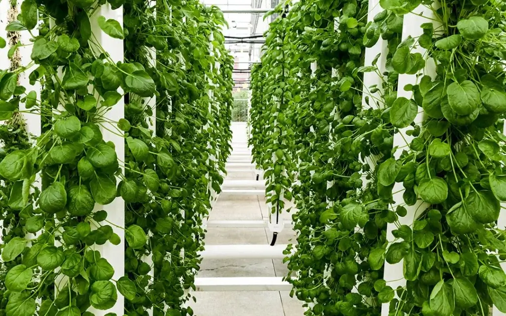 Hydroponic Vegetables