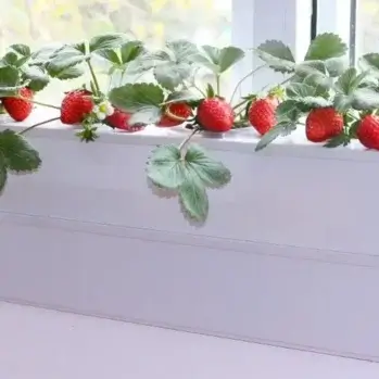 8 Pot Hydroponics Kit with LED Lighting