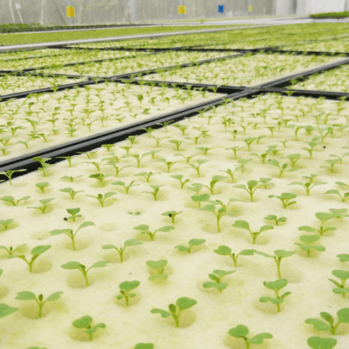 Hydroponic Grow Cubes.