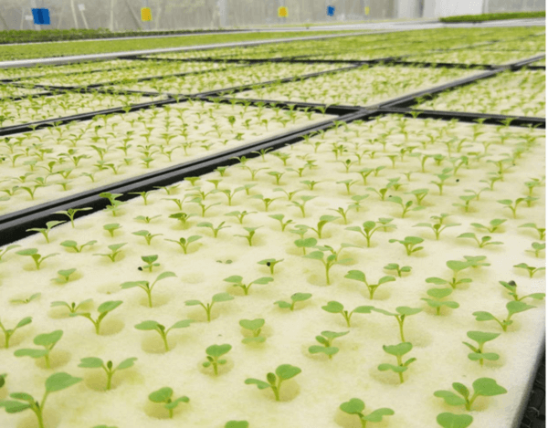 Hydroponic Grow Cubes.