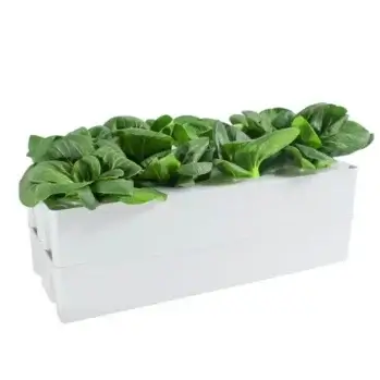 Home Hydroponic System