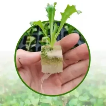 Hydroponic Grow Cubes.