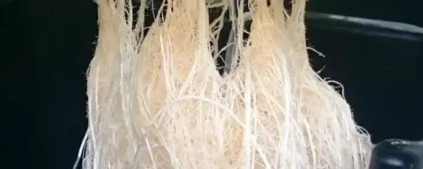 Hydroponic Net Pots Root System