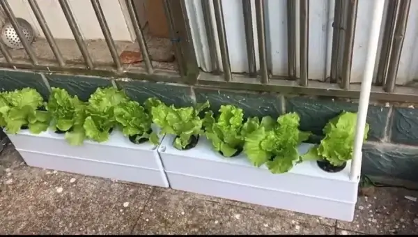 Home Hydroponic System - Image 4