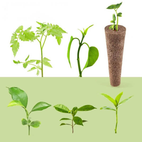 Hydroponic Grow Sponges - Image 3