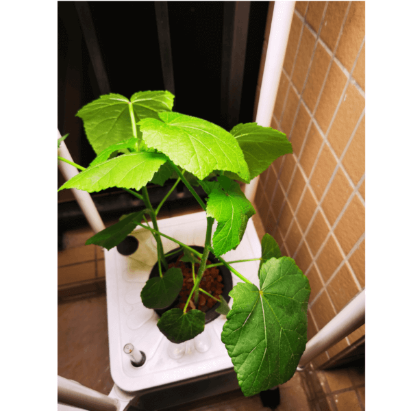 Dual-Bucket Hydroponic Garden - Image 3